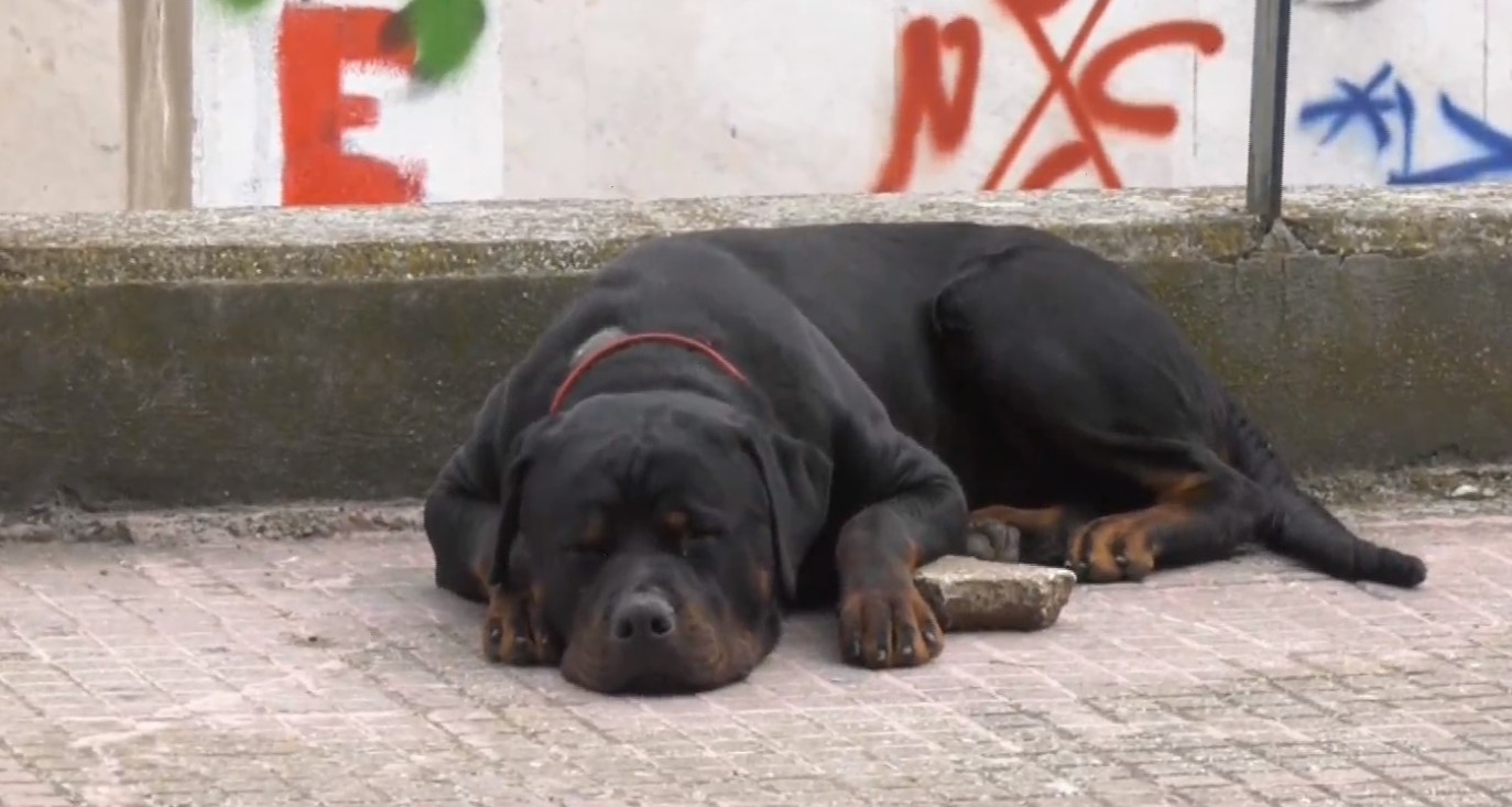 Θεσσαλονίκη: Σκύλος επιτέθηκε σε φοιτητές του ΑΠΘ – Τους έσκισε τα ρούχα