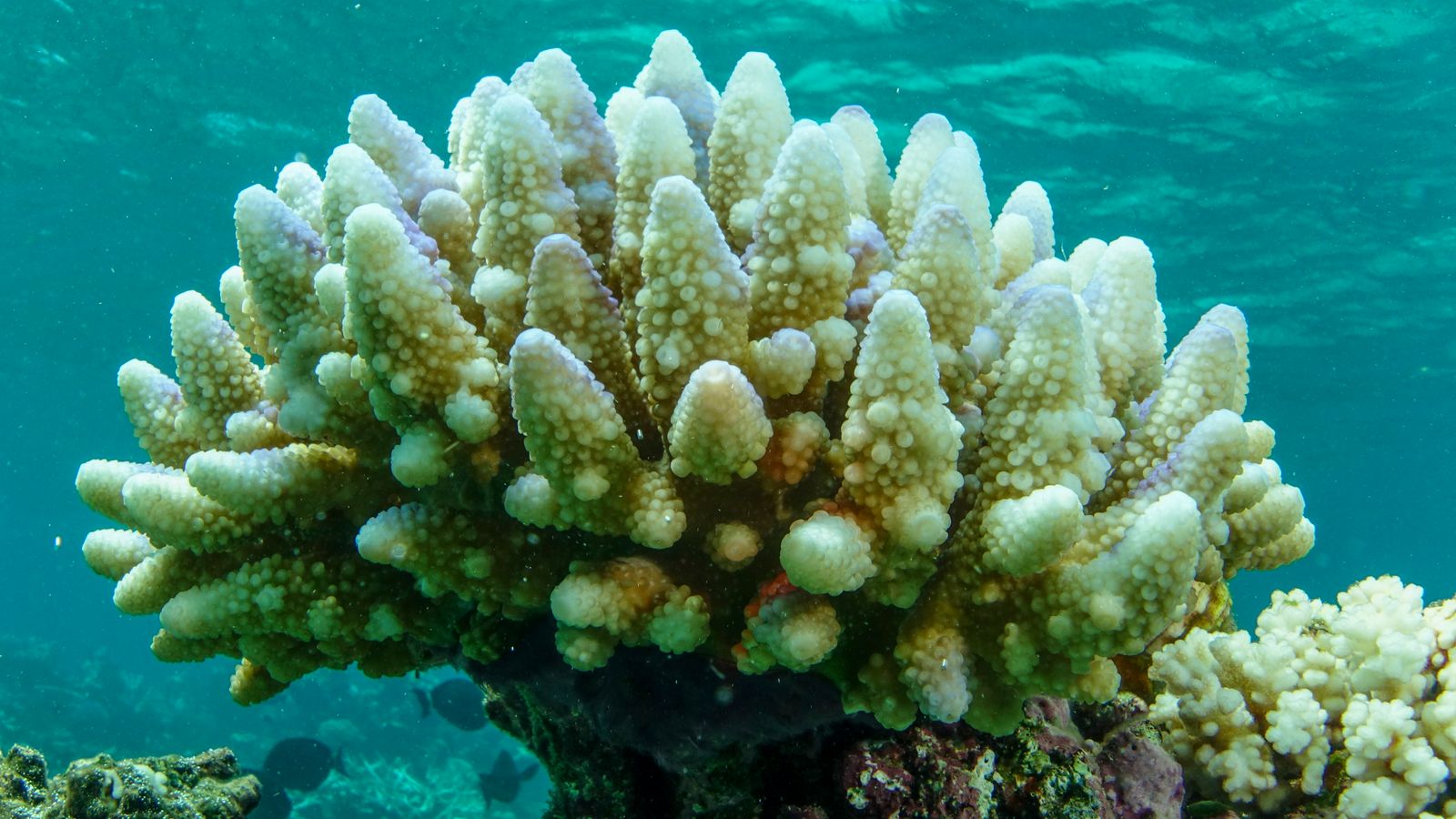 skynews-coral-reef-climate-change_6480618