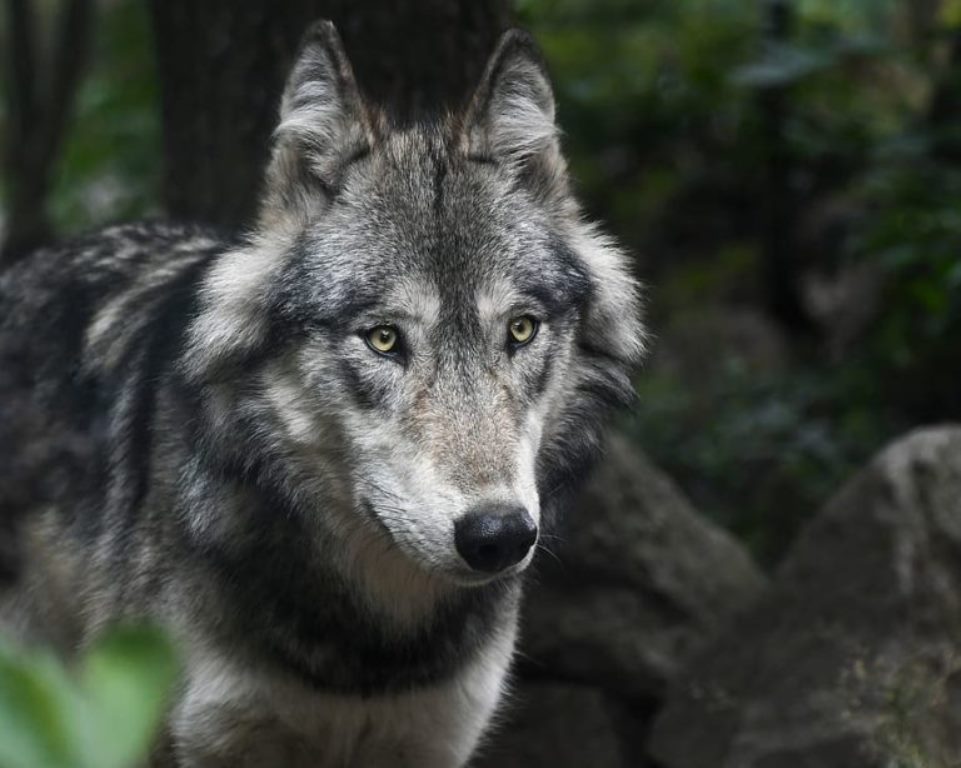 Πτολεμαΐδα: Nεκρός θηλυκός λύκος στον κάθετο άξονα της Εγνατίας