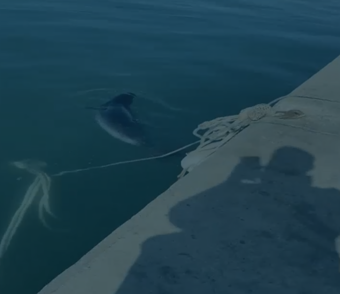 Φώκια έκανε την εμφάνισή της στη Νέα Μηχανιώνα- Δελφίνια στον Θερμαϊκό
