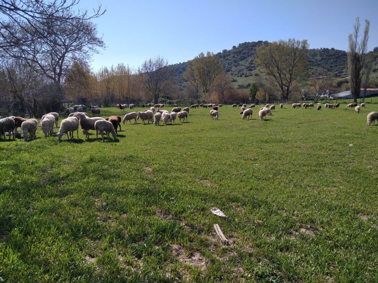 Άλυτα παραμένουν τα σοβαρά προβλήματα του κτηνοτροφικού κλάδου υποστηρίζουν οι κτηνοτρόφοι της Θεσσαλίας