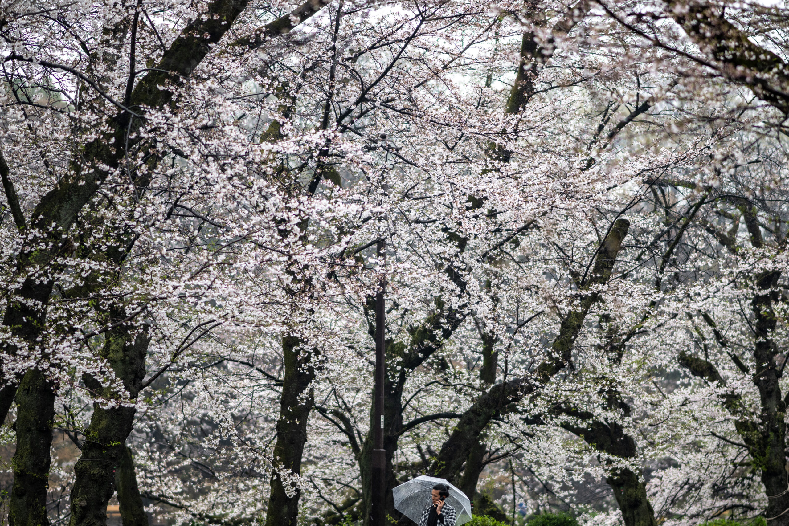 JAPAN-LIFESTYLE-CHERRY BLOSSOMS
