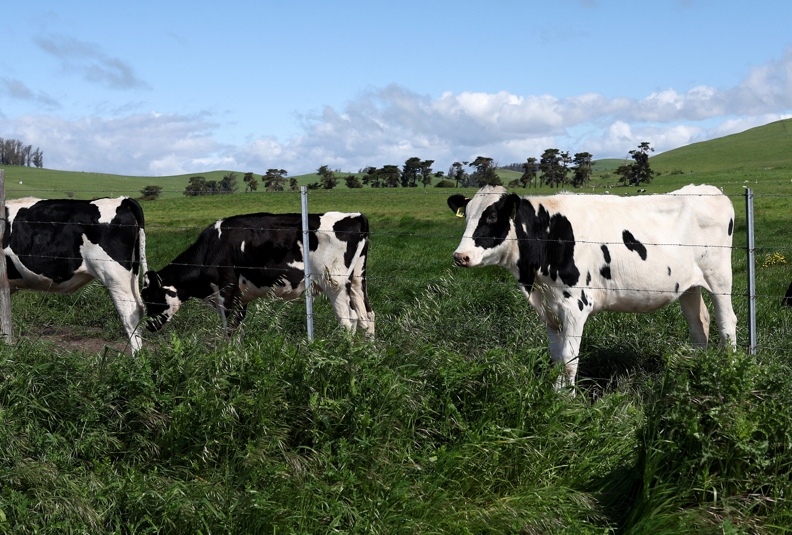 Virulent Strain Of Bird Flu Spreads Among Cattle Herds In The U.S.