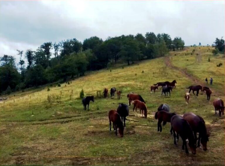 Τα άγρια άλογα του Τυρνάβου   