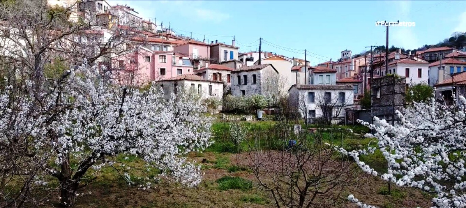 Οι ανθισμένες κερασιές της Αγιάσου