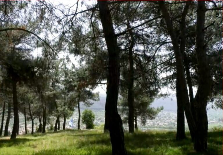 Εθελοντική ομάδα για την προστασία του δάσους 