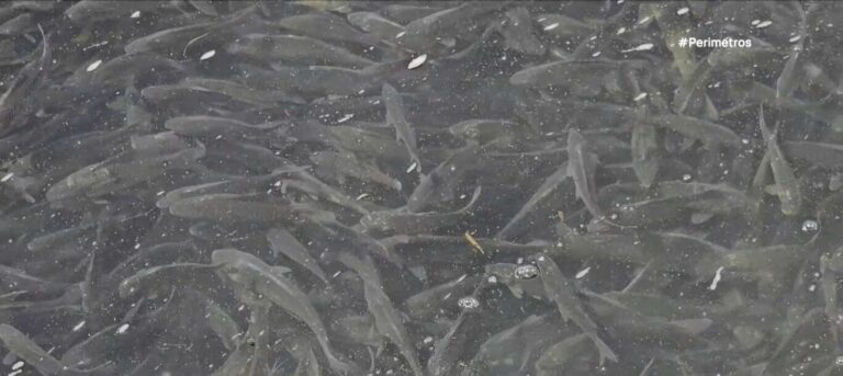 Τα ψάρια πλημμυρίζουν την παραλίμνια ζώνη της Καστοριάς