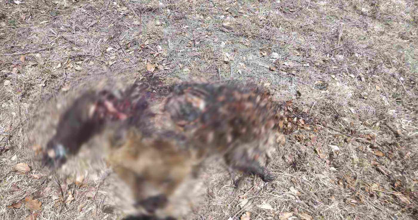Γρεβενά: Νεκρή αρκούδα από δηλητηριασμένα δολώματα