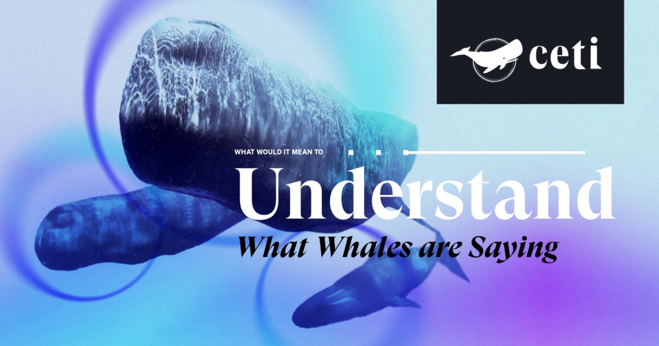 Οι επιστήμονες μαθαίνουν να συνομιλούν με φάλαινες