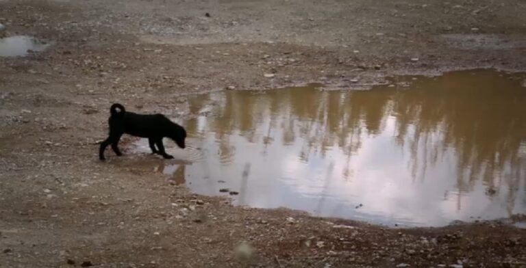 Παγκόσμια Ημέρα Αδέσποτων Ζώων: “Greek Animal Rescue” και «Τα φαντάσματα του Ασπρόπυργου» (video)
