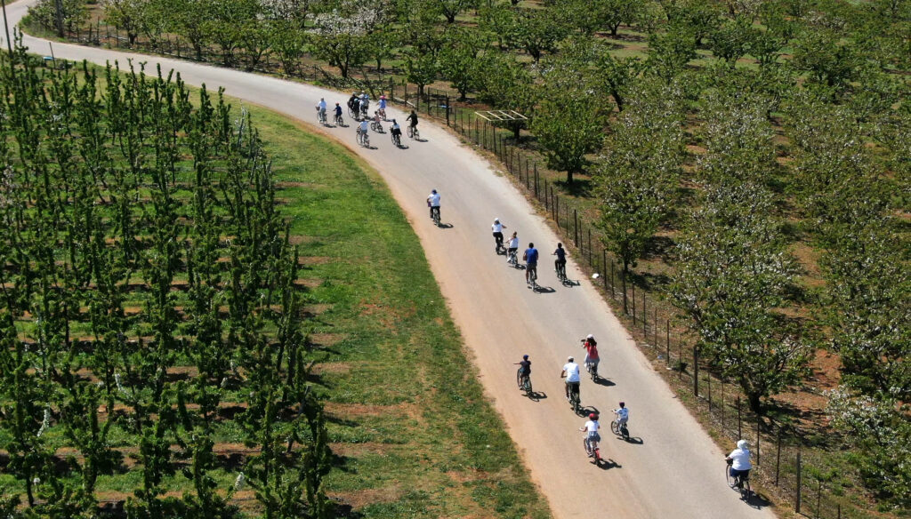 Κατερίνη: Με ποδηλατάδα στον κερασώνα Ράχης ολοκληρώθηκαν οι εκδηλώσεις των «Ανθισμένων Κερασιών»
