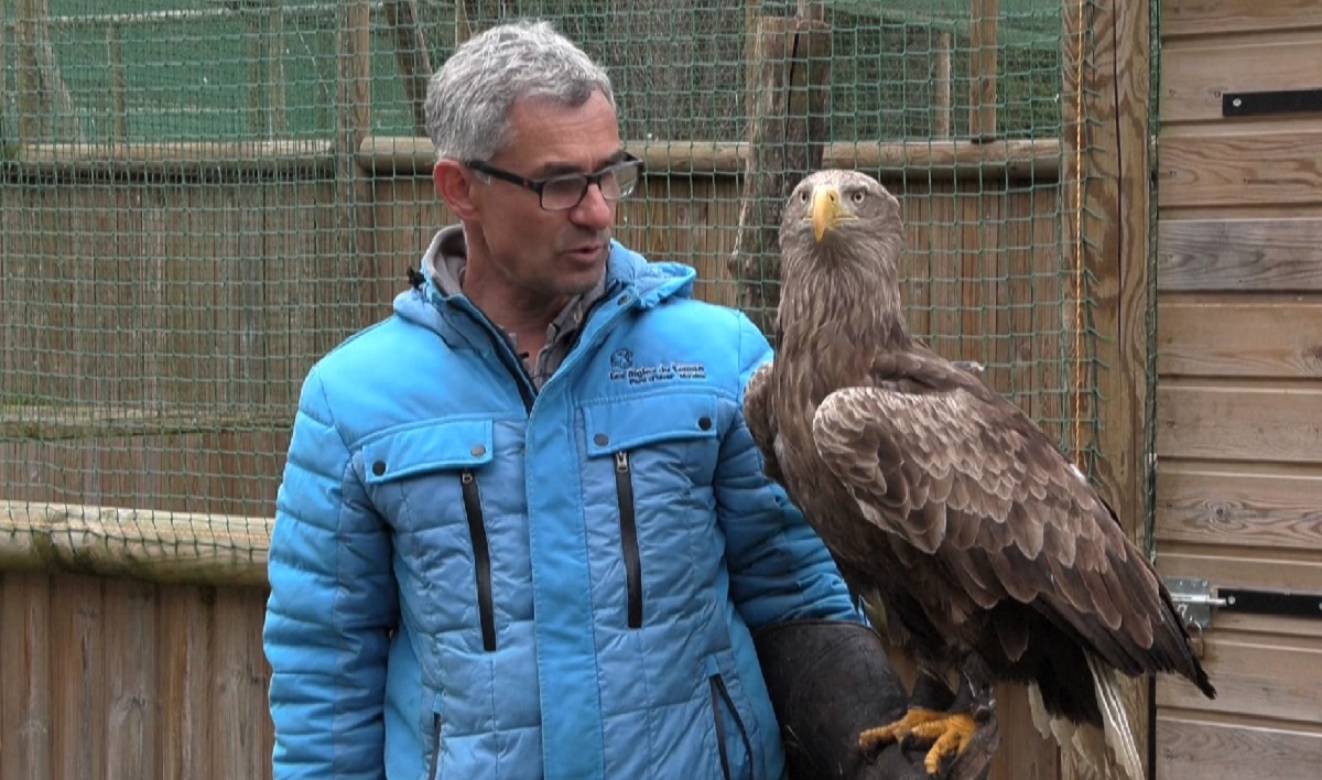 O μεγαλύτερος αετός της Ευρώπης παλεύει για την επιβίωση του
