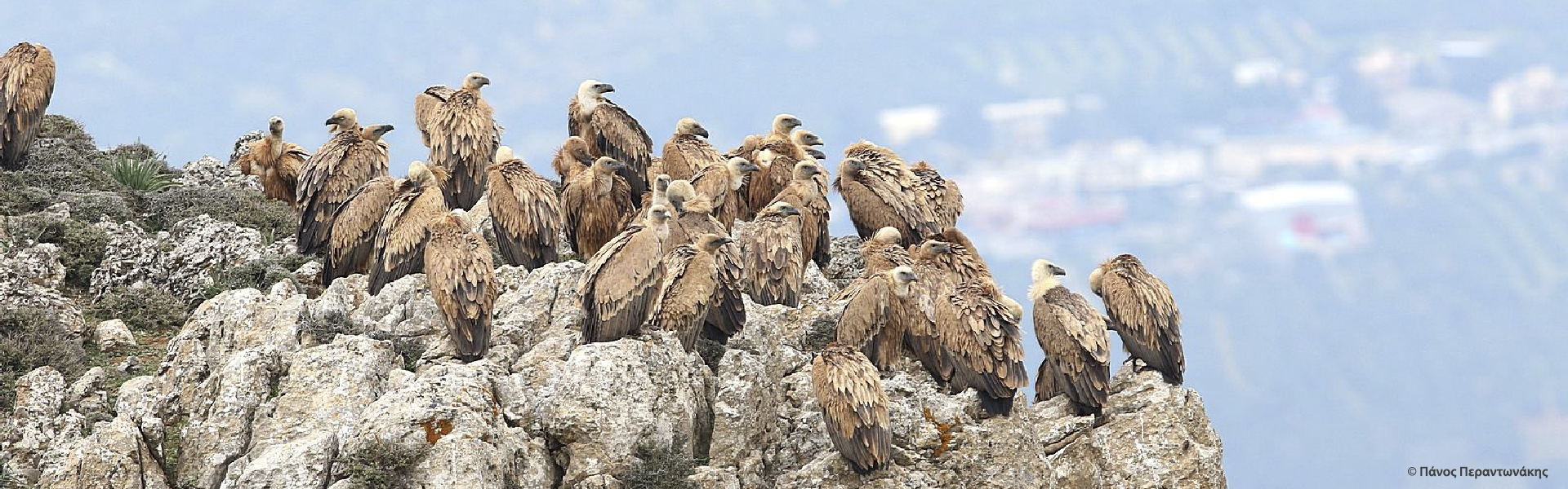 Gyps_fulvus_Crete_Panos__Perantonakis_header