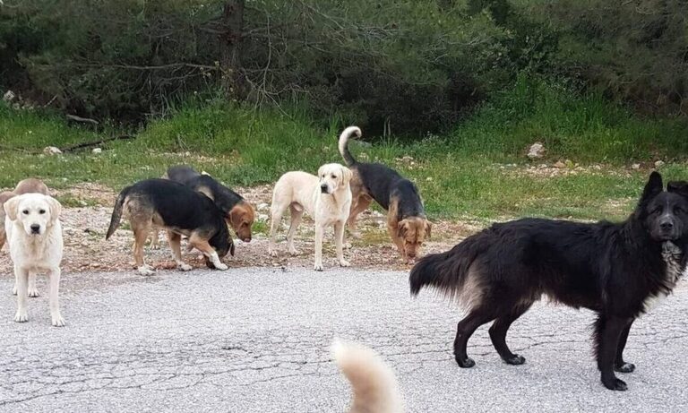 Μαγνησία: SOS από το δήμο Αλμυρού και συστάσεις στους πολίτες για τα αδέσποτα