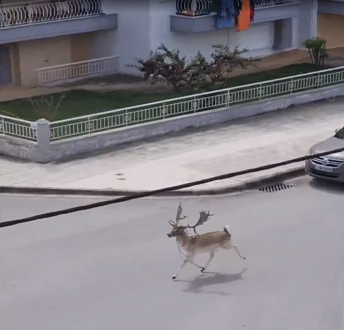 Tρομαγμένο ελάφι έκοβε βόλτες σε περιοχή των Σερρών (video)