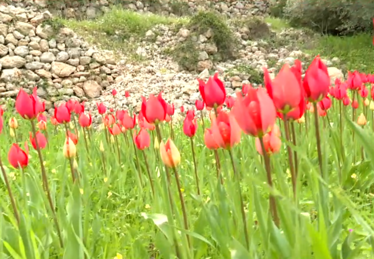 Χίος: Οι λαλάδες σχηματίζουν κόκκινα χαλιά στα λιβάδια του νησιού