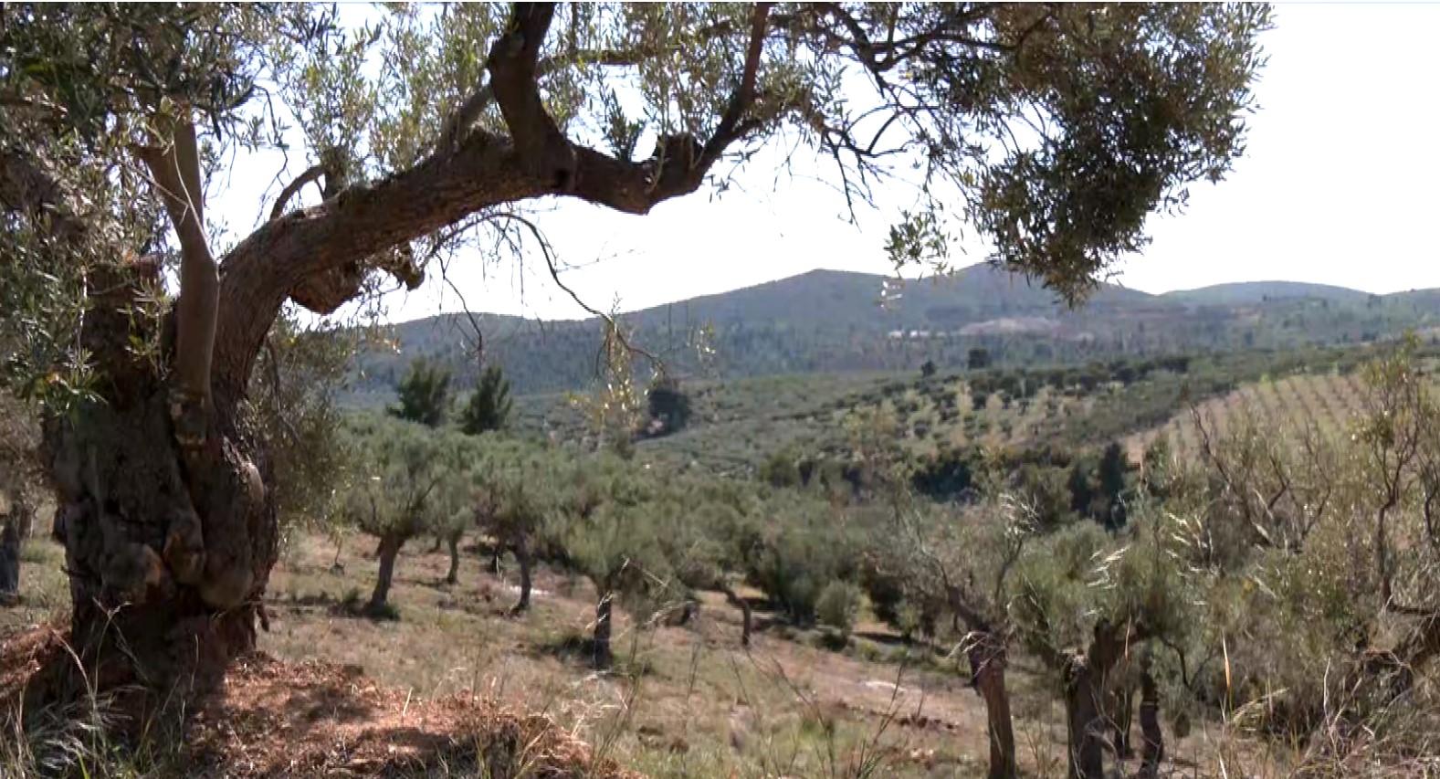 Χαλκιδική: Διατροφικό και οικονομικό ζήτημα η ακαρπία της ελιάς