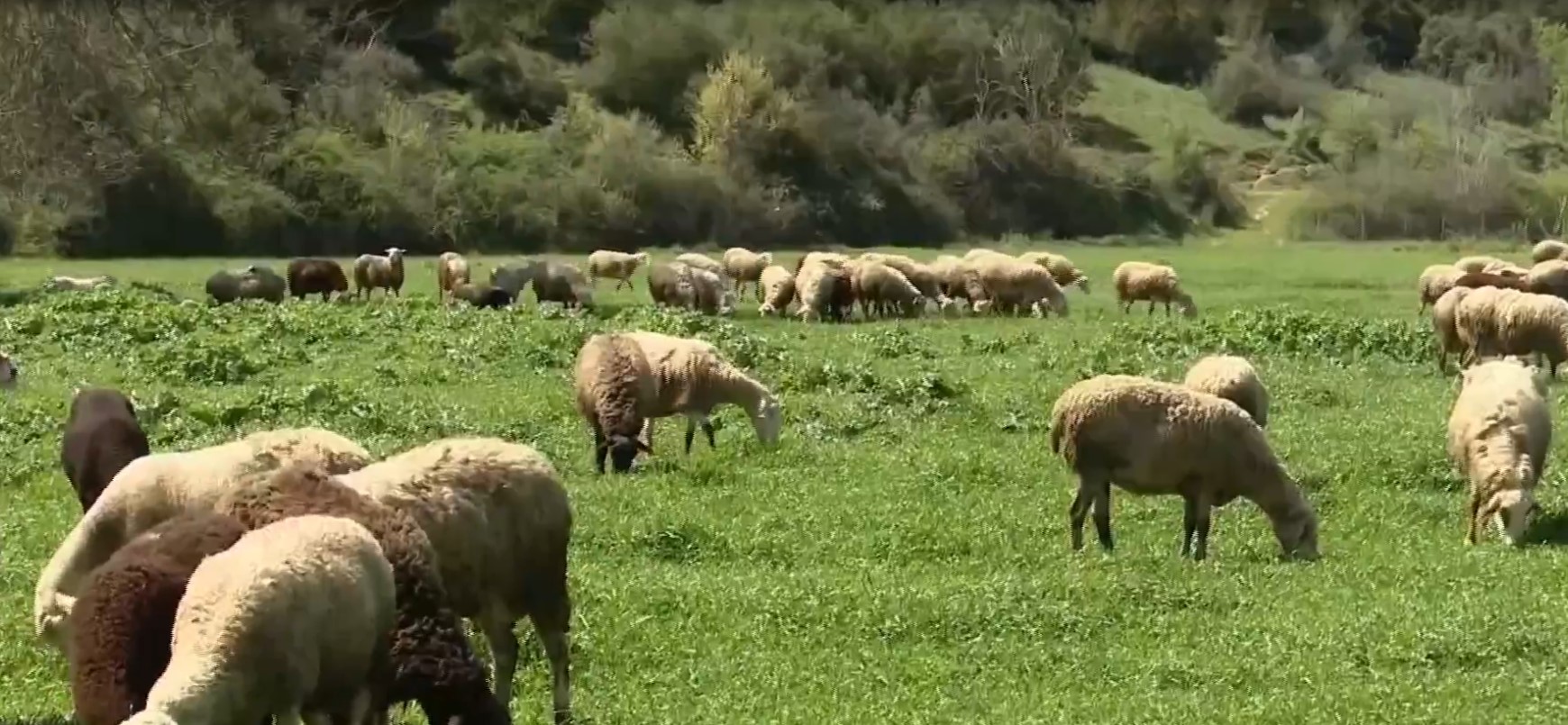 Θεσσαλονίκη: Οι κτηνοτρόφοι ζητούν 10 ευρώ/κιλό τιμή χονδρικής για τα αμνοερίφια