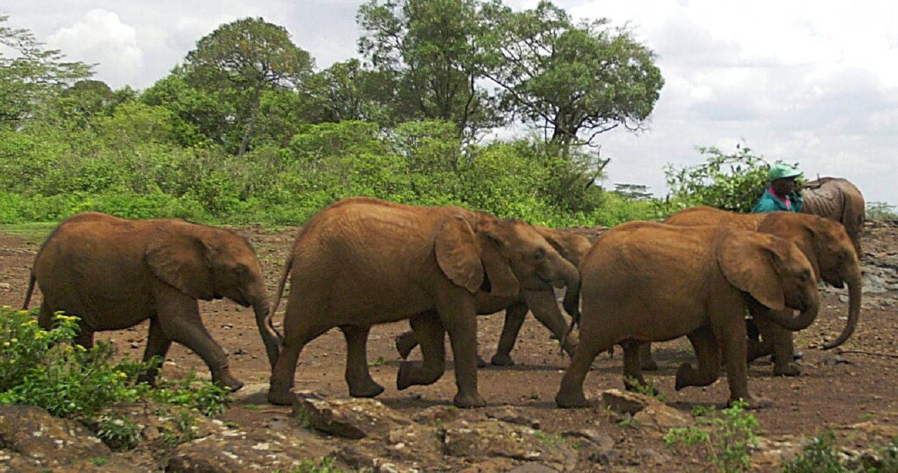 ORPHANED ELEPHANTS