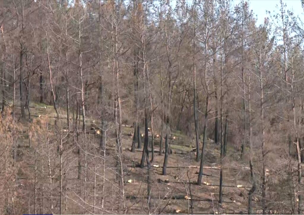 Δαδιά: Ελπίδες αναγέννησης του δάσους ένα χρόνο μετά την καταστροφική φωτιά – Εμφανίστηκαν τα πρώτα δενδρύλλια (video)