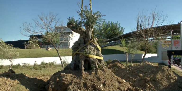 X. Δoύκας: Σώσαμε υπεραιωνόβια δέντρα που θα γινόταν καυσόξυλα – Πάνω από 1.600 δέντρα φυτεύτηκαν από τον Ιανουάριο στην Αθήνα