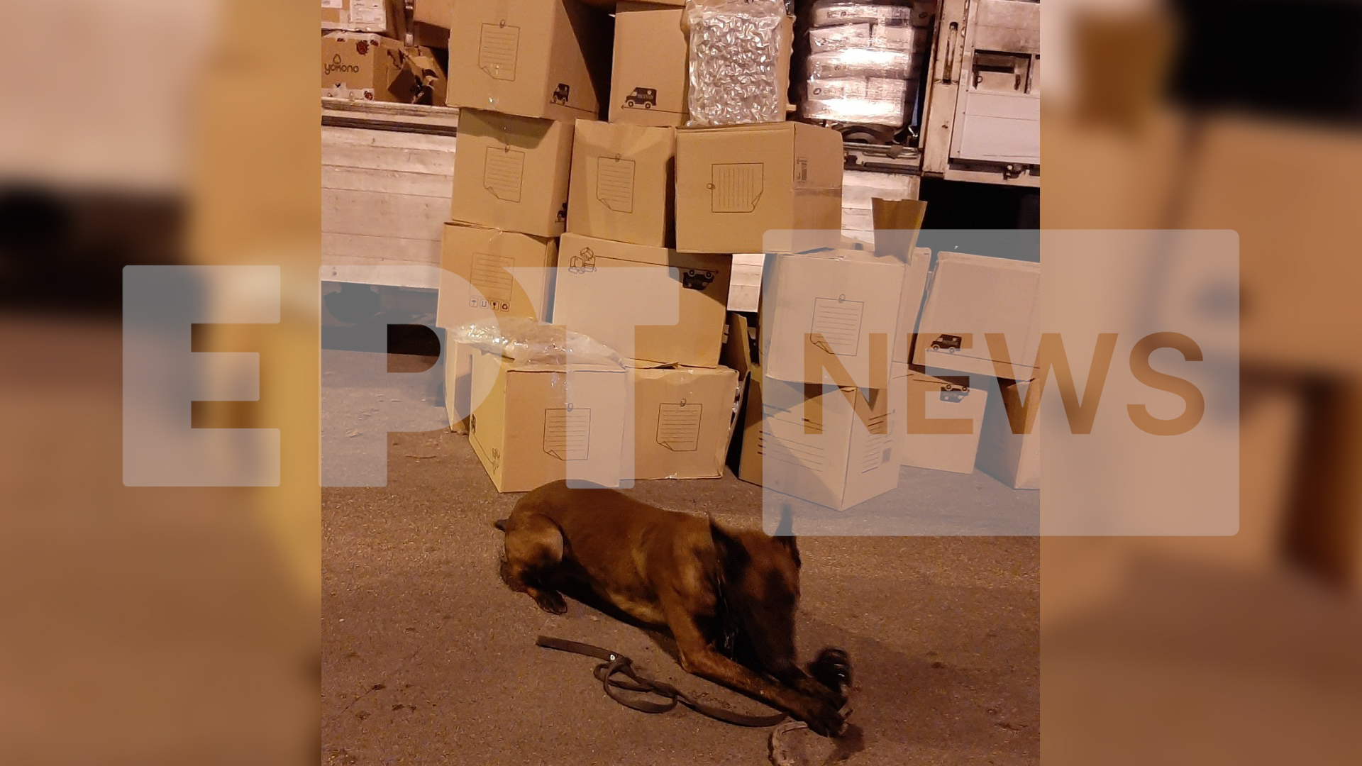 Ηγουμενίτσα: Στη “φάκα” του σκύλου Βλαντ 225 κιλά κάνναβης σε φορτηγό από Ιταλία – Συνελήφθη ο οδηγός