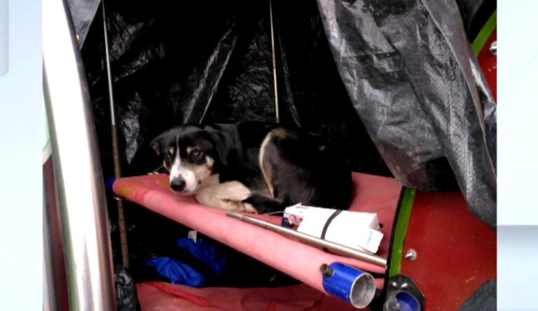 Η Ράικα και ο Ρεμύ ξανάσμιξαν – Η σκυλίτσα που χάθηκε στον Έβρο και βρέθηκε στη Σερβία
