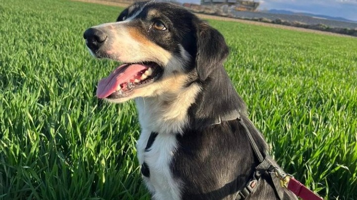 Έχασε τη σκυλίτσα του στα ελληνοτουρκικά σύνορα και τη βρήκε ένα χρόνο μετά στη Σερβία