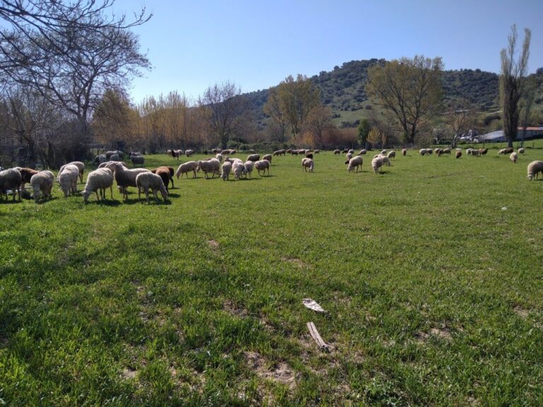 Σε Λάρισα και Κόρινθο τα νέα κρούσματα πανώλης Απαγόρευση μετακίνησης ζώων στην Θεσσαλία