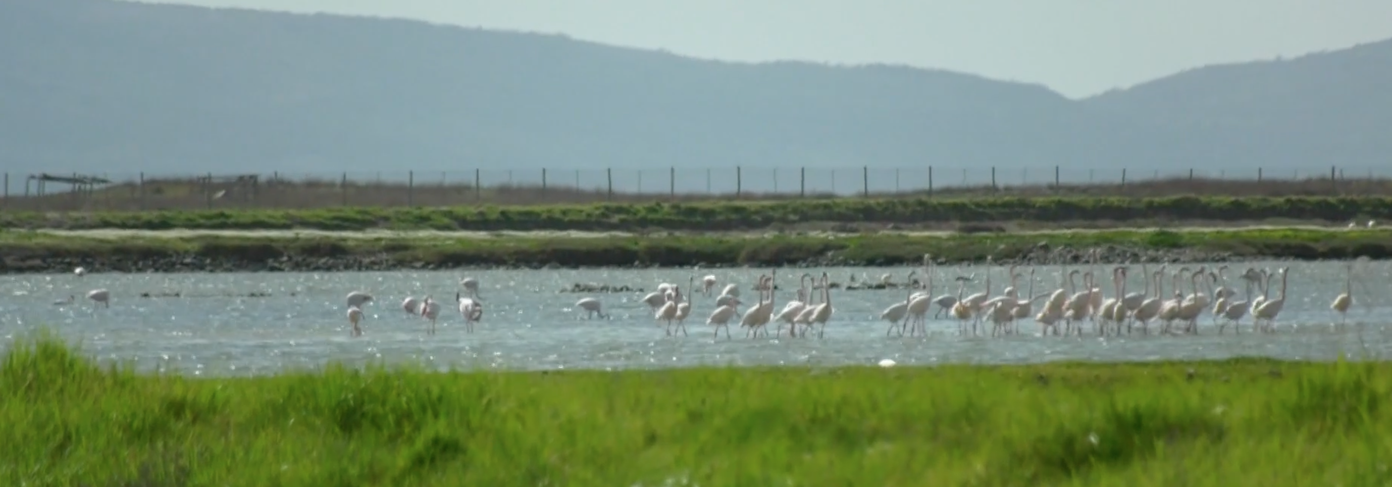 “Bird watching” στις Αλυκές Καλλονής: Μία εναλλακτική πρόταση τουρισμού που τείνει να γίνει  τάση ό