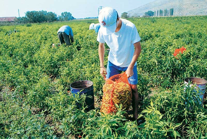 Αντιχαλαζικά μέτρα με πτητικά μέσα ζητούν οι αγροτικοί σύλλογοι της Ανατολικής Μακεδονίας – Θράκης