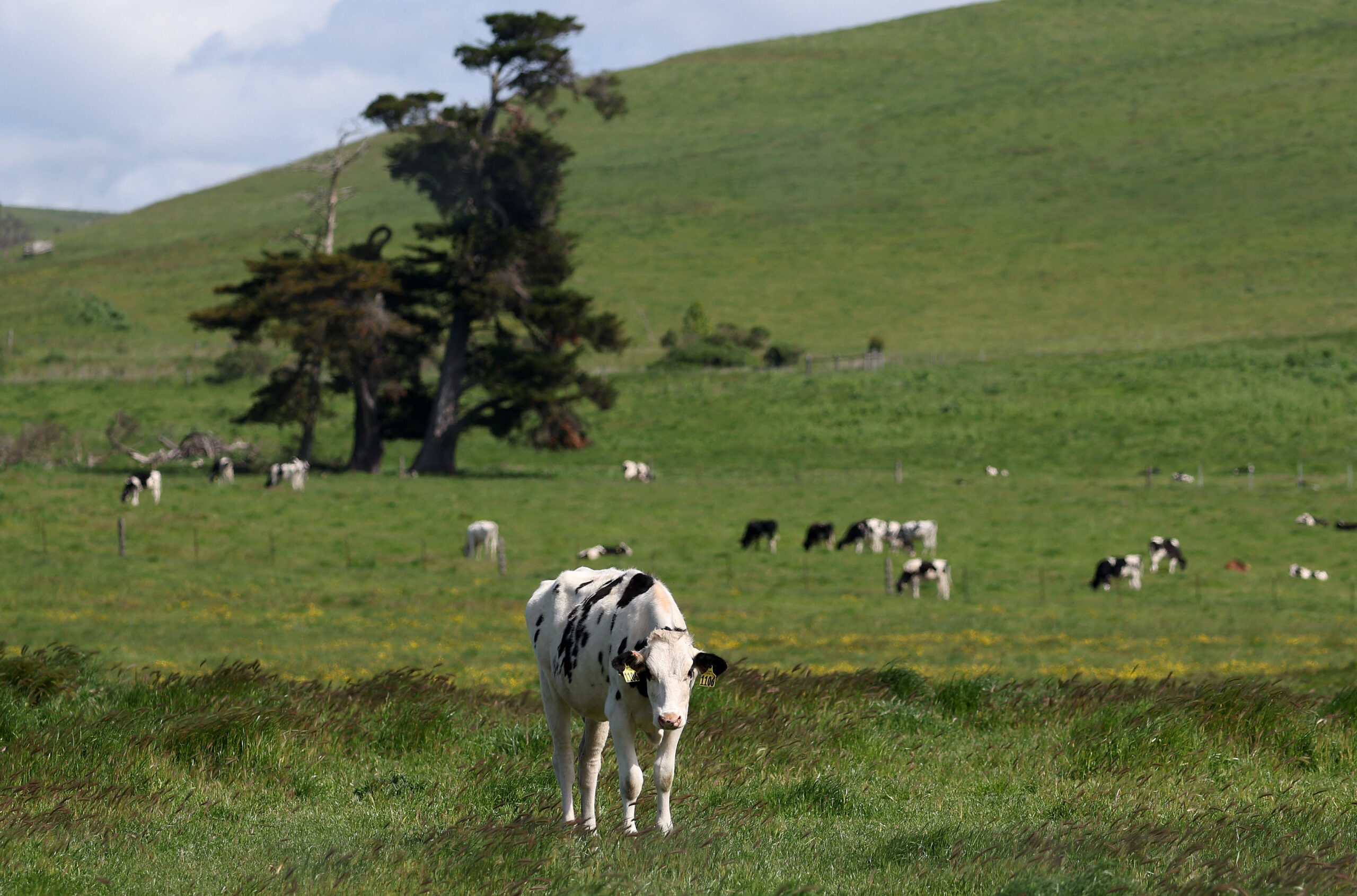 Virulent Strain Of Bird Flu Spreads Among Cattle Herds In The U.S.