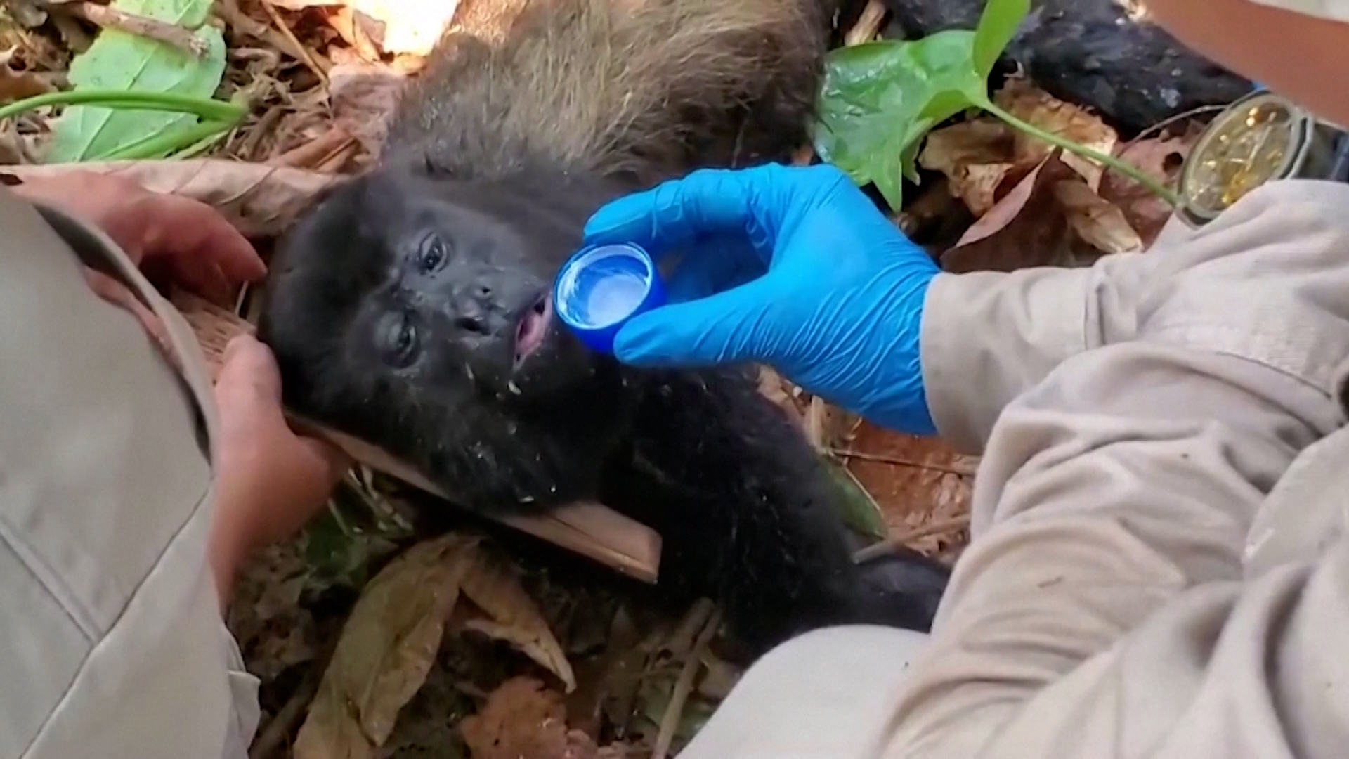 Μεξικό: Διασώστες συνδράμουν μαϊμούδες που πεθαίνουν από αφυδάτωση λόγω καύσωνα (video)