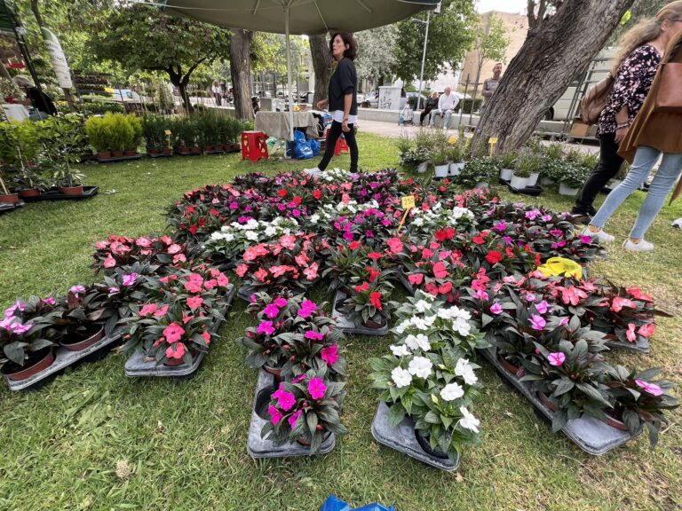 Αμαλιάδα: Ανθοκομική Έκθεση με μεγάλες προσδοκίες
