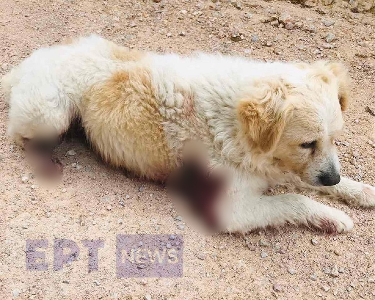 Χίος: Βρέθηκε σκύλος τραυματισμένος από σκάγια