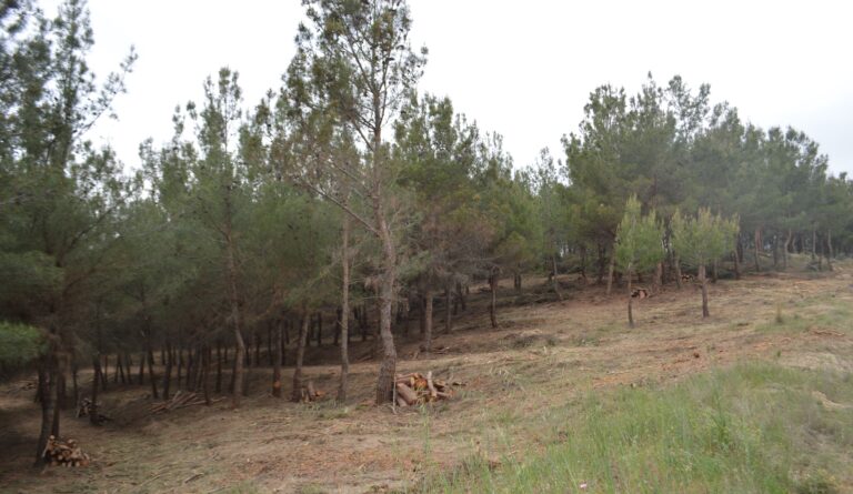 Καβάλα: Αντιπυρική προστασία και θωράκιση των Δασών από το Δασαρχείο