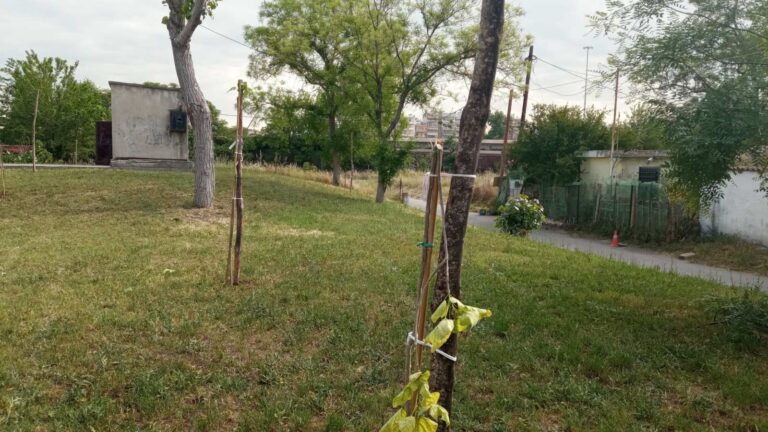 Θεσσαλονίκη: Βάνδαλοι κατέστρεψαν 12 δέντρα που είχαν φυτέψει μαθητές και αστυνομικοί για τα θύματα των Τεμπών