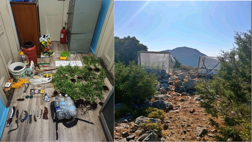Κάλυμνος: Καλλιεργούσαν κάνναβη σε αυτοσχέδια θερμοκήπια – Δύο άτομα συνελήφθησαν επ’ αυτοφώρω
