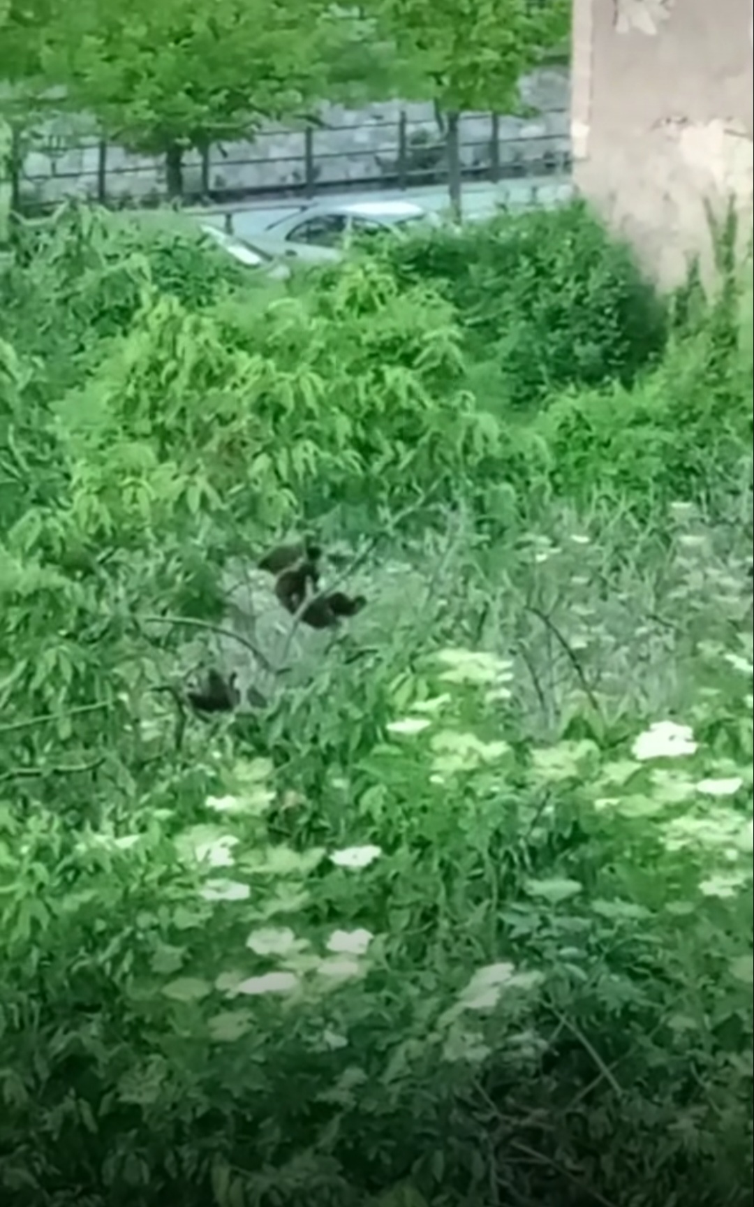 Φλώρινα: Μικρά αρκουδάκια απολαμβάνουν κολατσιό σε κεντρικό σημείο (βίντεο)