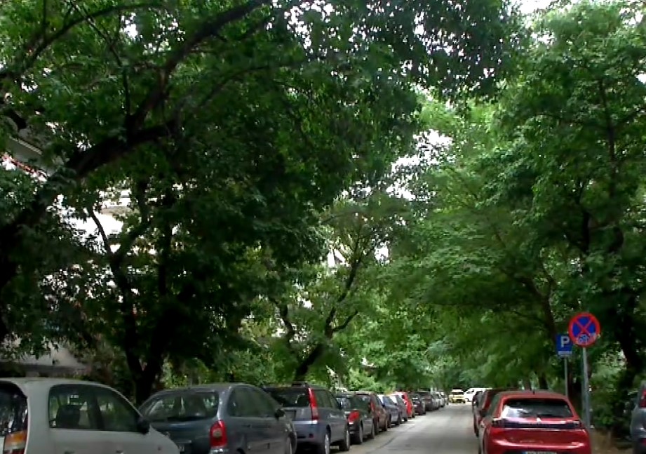 Θεσσαλονίκη: «Τα πλατάνια της οδού Βαφοπούλου»- Εκδήλωση για την περιβαλλοντική ευαισθητοποίηση των πολιτών