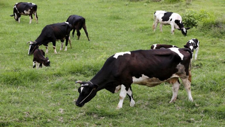 Dairy cow farming in Naypyitaw