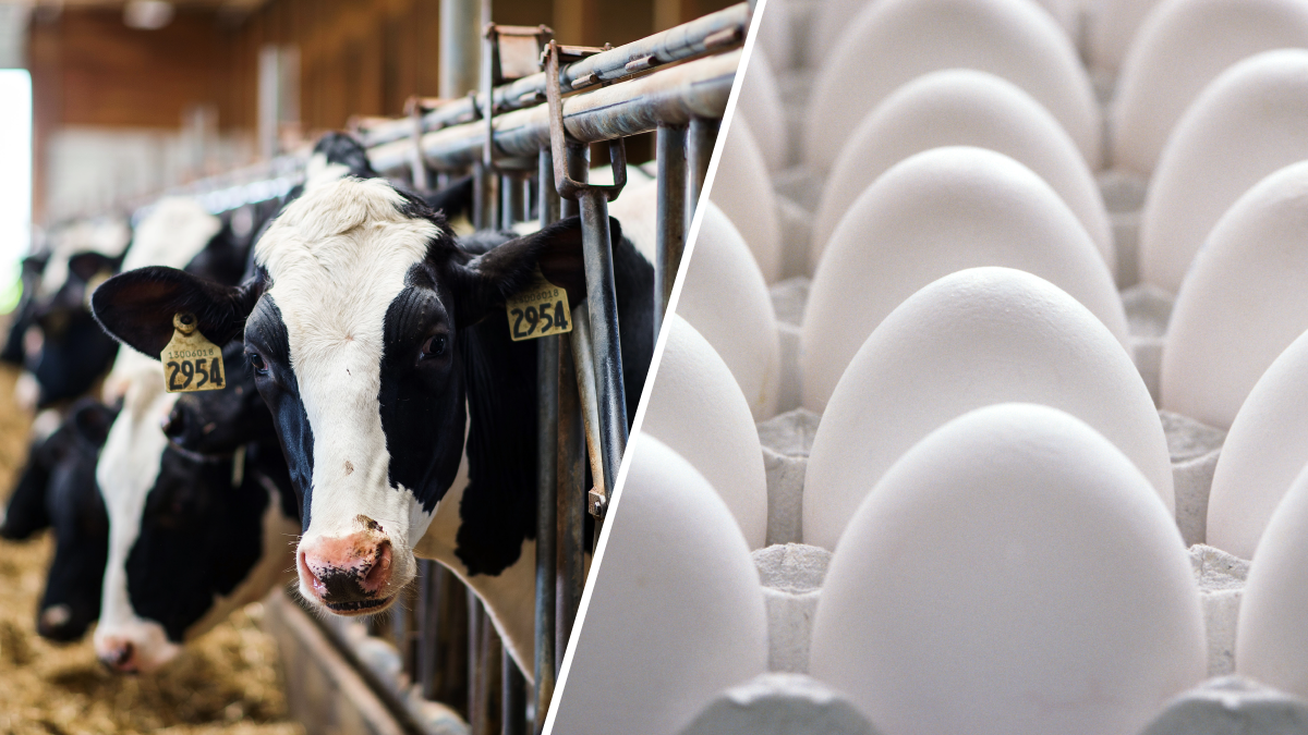 Γρίπη των πτηνών: Πόσο ασφαλές είναι το αγελαδινό γάλα;