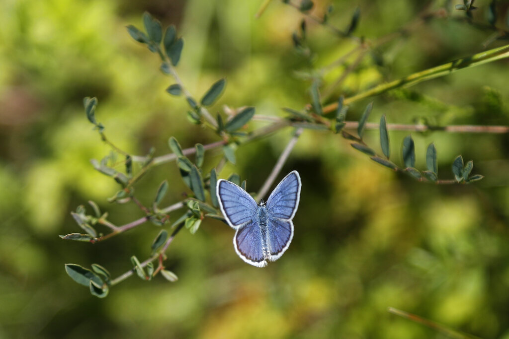 Czech Republic Wildlife Sanctuary