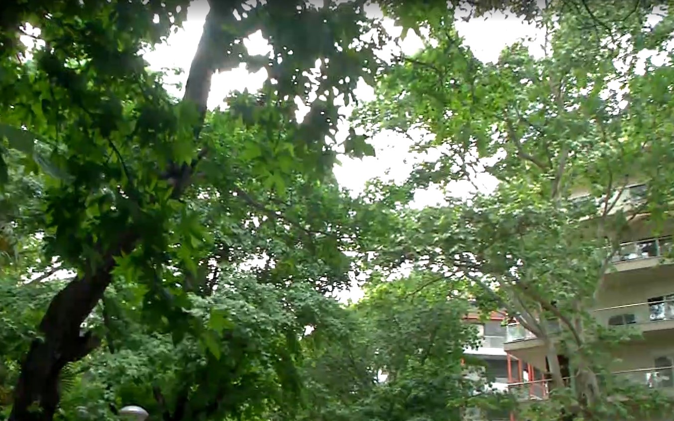 Green Tree: Διαδραστική βάση δεδομένων για τα δέντρα της Θεσσαλονίκης