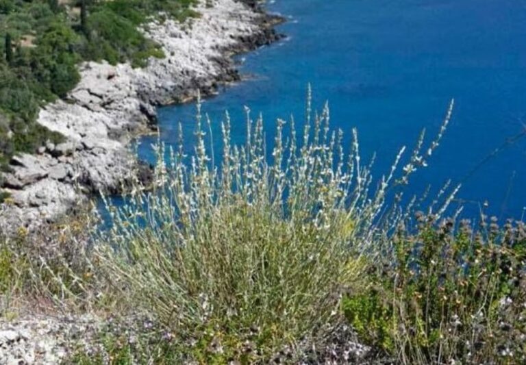 Λεωνίδιο: Ενημέρωση για φυτά που απειλούνται με εξαφάνιση