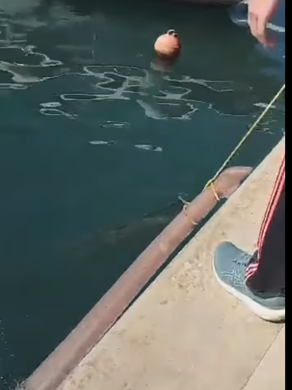 Εγκλωβίστηκε καρχαριοειδές σε αγωγό ομβρίων στο λιμάνι του Βόλου