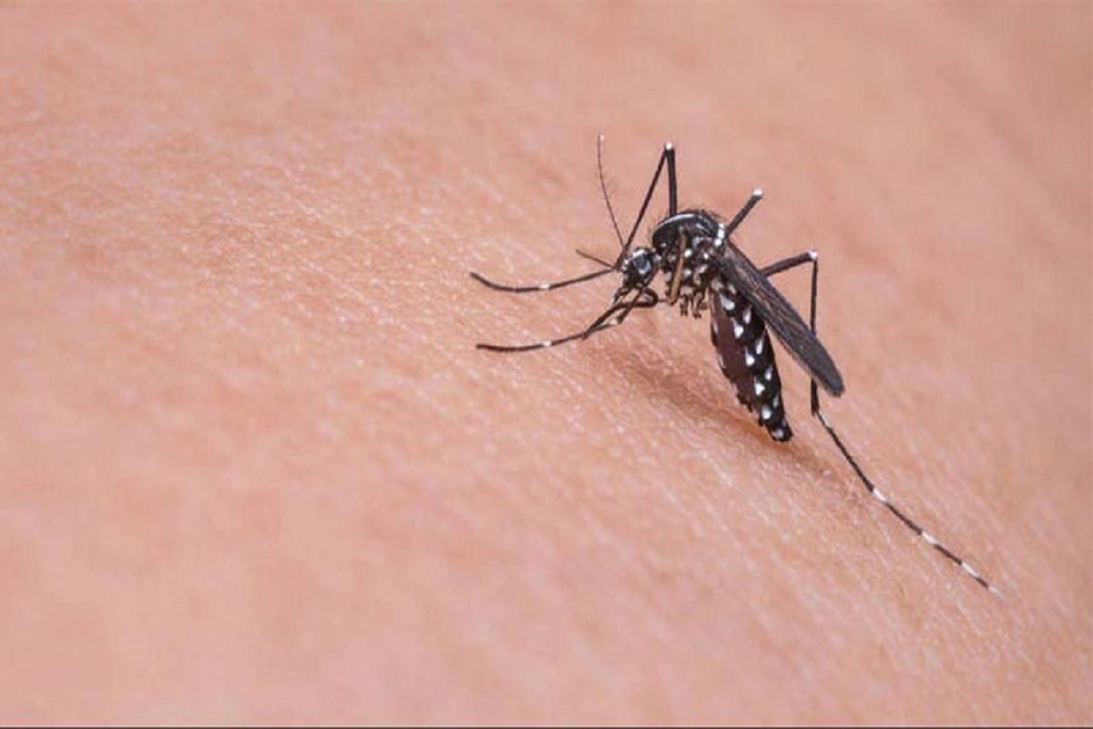 Γ. Κολιόπουλος στο ΕΡΤNews για τον ιό του Δυτικού Νείλου: Οι ψεκασμοί η μόνη λύση για την καταπολέμησή των κουνουπιών