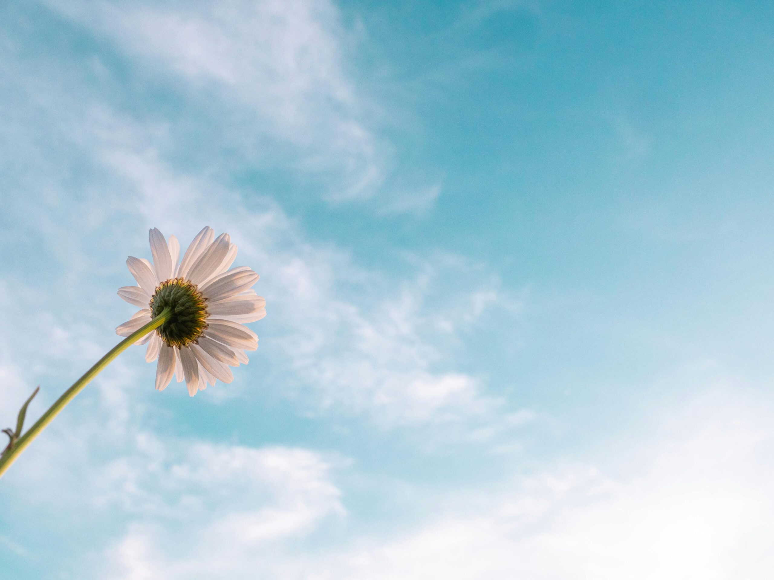 pexels-aaronburden-2449543