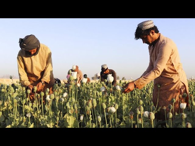 Αφγανιστάν: Νέες συγκρούσεις μεταξύ Ταλιμπάν και αγροτών για τις καλλιέργειες παπαρούνας – Δύο νεκροί και εννέα τραυματίες
