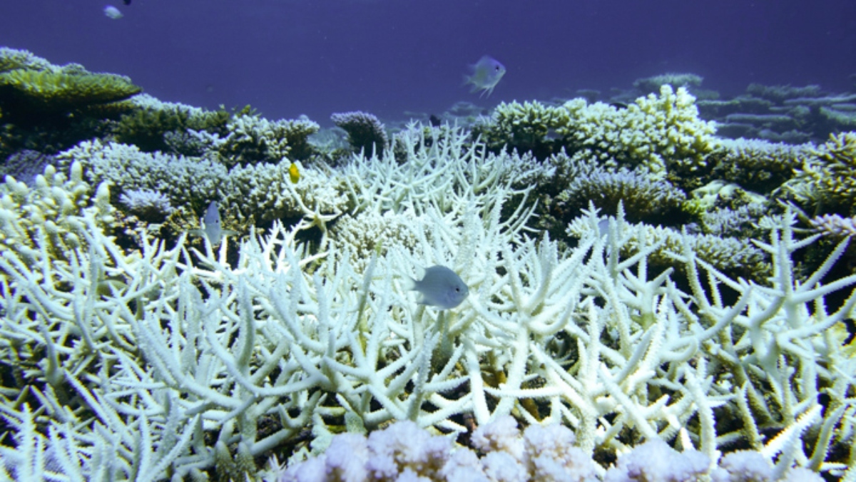 Κλιματική κρίση: Ο Μεγάλος Κοραλλιογενής Ύφαλος «φλέγεται»